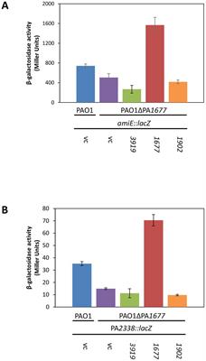 Catabolite repression control protein antagonist, a novel player in Pseudomonas aeruginosa carbon catabolite repression control